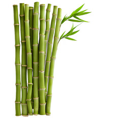 Obraz premium [Transparent Background PNG]Green Bamboo Stalks on White Background