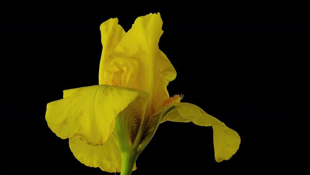 Time-lapse of growing yellow iris flower. Spring flower iris blooming on white background. Iris rotates, 4k