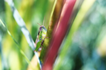 草にとまるトノサマバッタ