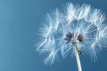 Close-up of a delicate dandelion seed head, representing wishes.