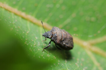 黒褐色の岩のような風貌のハナダカカメムシ（自然光＆ストロボ・マクロレンズ接写）
