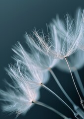 Close-up of a delicate dandelion seed head, representing wishes.