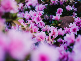 close up of flowers in garden