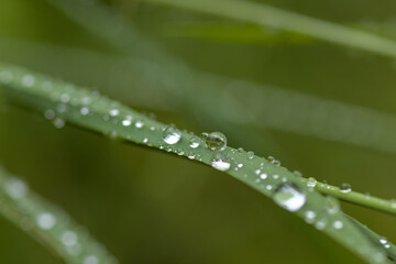 dew drops on green grass taken in the morning