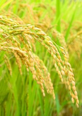 黄金色の稲穂、枝垂れる稲穂、稲穂のクローズアップ、稲、米作り、実り、イネの収穫、稲作