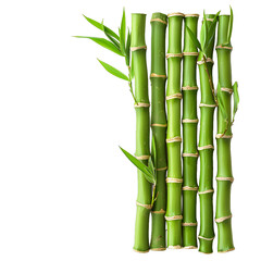 [Transparent Background PNG]Green Bamboo Stalks on White Background