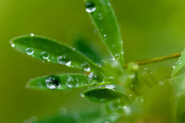 dew drop on green leaves taken in the morning