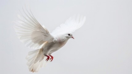 Fototapeta premium Close-up of the elegant motion of a white dove taking flight against a white sky