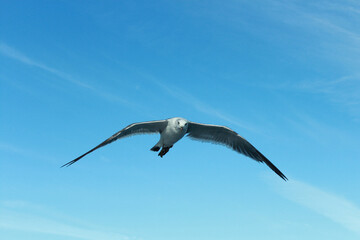 A gull is flying in the blue sky