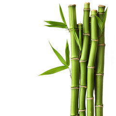 Obraz premium [Transparent Background PNG]green bamboo stalks with leaves on white background