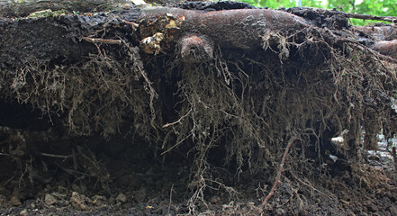 Rootstock of a tree with clods of ground macro shot stock photo
