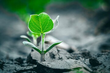 soybean breaks through the soil