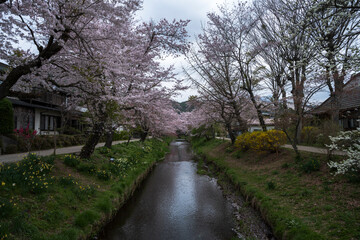 Pink sakura flowers, Sakura Cherry blossoming alley. Japan in spring with cherry blossom season.