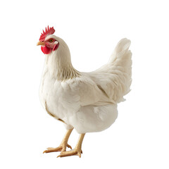 [Transparent Background PNG]White Hen on White Background