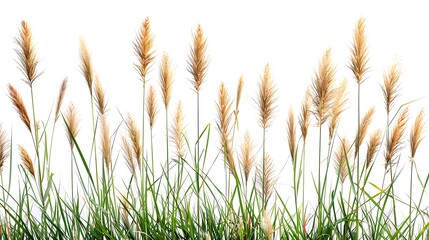 Fototapeta premium A group of tall green grasses with brown tips, against a white background 