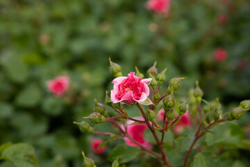 rose bud blooming on green background flowers
