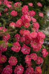 Pink roses blooming close up summer flowers garden