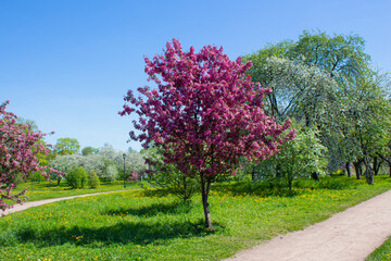 Fototapeta premium Japanese cherry sakura tree with pink flowers in spring time. Cherry blossom garden.