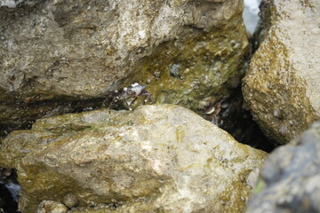 Crab on a Rock near the sea. 