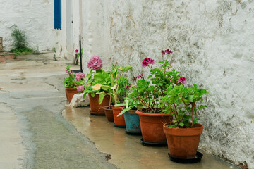 Colorful Flowers in Pots Lined Up Against a White Wall on a Rainy Day. The contrast of natural beauty with urban simplicity in a damp and serene environment