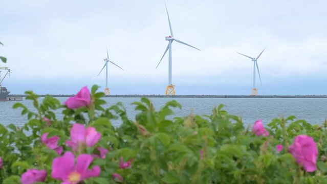 石狩湾の洋上風力発電の大型風車とハマナス / Large wind turbines for offshore wind power generation and Rosa rugosa in Ishikari Bay