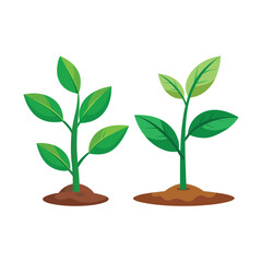 plant growing on white background