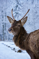Jeleń / Deer © Myron