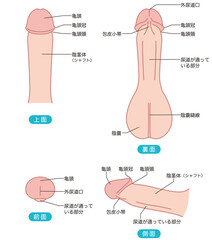 男性生殖器の説明図　医療
