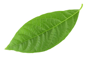 Obraz premium Leaf of avocado isolated on white background. Top view. Flat lay
