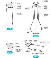 男性生殖器の説明図　医療