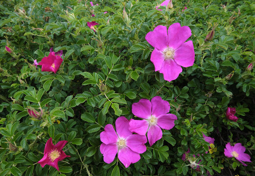 ハマナスの群生 / Clusters of Rosa rugosa
