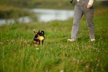 Cute dog Russian Smooth-haired Toy Terrier walks with favorite toy and runs around during walk. Pet runs on leash next to its owner with its favorite toy in its teeth and plays with it. Toys for pets