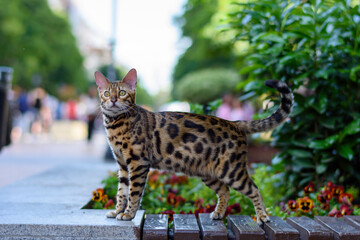 Obraz premium Bengal Cat
