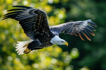 Naklejka premium Breathtaking bald eagle soars with wings spread against a blurred green background