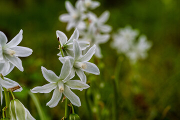 Beauté printanière : l'ornithogale à fleurs penchées dans le vignoble de la région Grand Est, CeA, Alsace, France