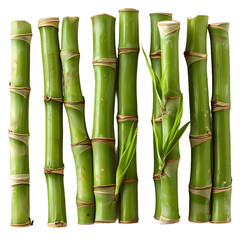 Obraz premium [Transparent Background PNG]Green Bamboo Stalks on White Background