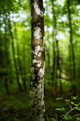 Sunlit, mottled or spotted thin three trunk in a forest. Close up shot, shallow depth of field, no people