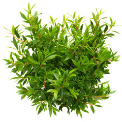 Fototapeta premium Lush Yew Tree Perfect for Topiary or Hedges, Isolated on Transparent Background