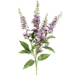 Fototapeta premium Fragrant Lavender Plant in Bloom, Ideal for Aromatic Gardens, Isolated on Transparent Background