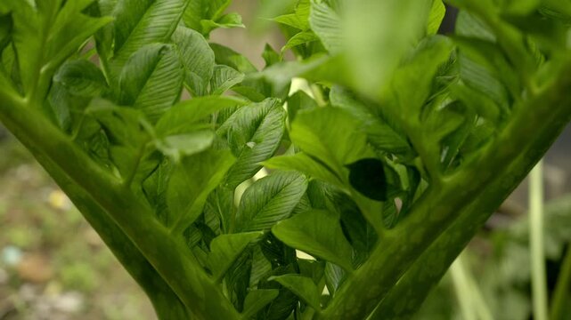 Close up view of Elephant foot yam or Amorphophallus trees is a popular tuber vegetable in tropics and subtropics. It is also known as white spot giant arum, stink lily, and sweet yam