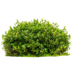 Obraz premium Dense Green Boxwood Hedge, Perfect for Formal Gardens, Isolated on Transparent Background