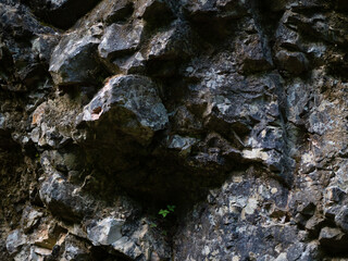 Textures and background. Mountain wall in the forest.