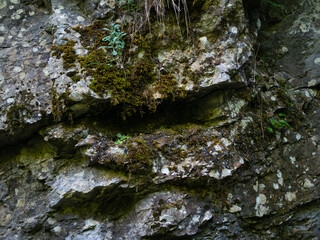 Textures and background. Mountain wall in the forest.
