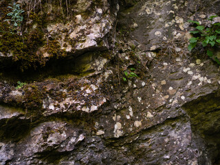 Textures and background. Mountain wall in the forest.