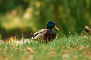Close up view. Mallard duck standing on green grass in a serene park setting