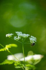 Bee on a white flower of a flowering plant on a blurred green background