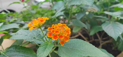beautifull tiny orange flower in the garden in close up perspective
