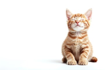 Fototapeta premium A small orange kitten sitting on a white surface
