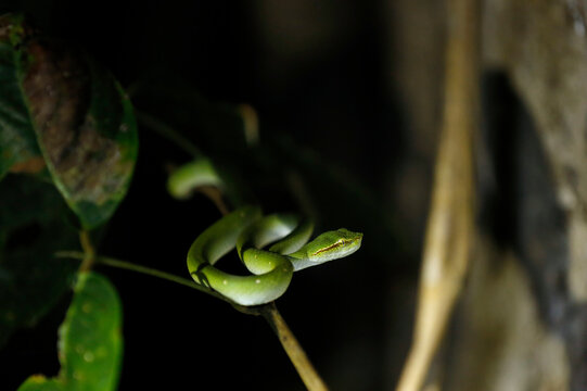 Juvenile Pit Viper on a Branch. Abai, Sandakan, Sabah. Borneo, Malaysia