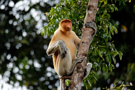 Proboscis Monkey (Nasalis larvatus, aka Long-nosed Monkey) in a Tree. Abai, Kinabatangan River, Sabah. Borneo, Malaysia
